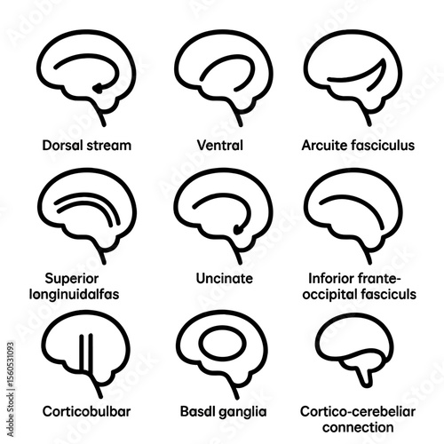 Neural Pathway Icons. Outline icon set of neural pathways and white matter tracts for language: dorsal stream, ventral stream,