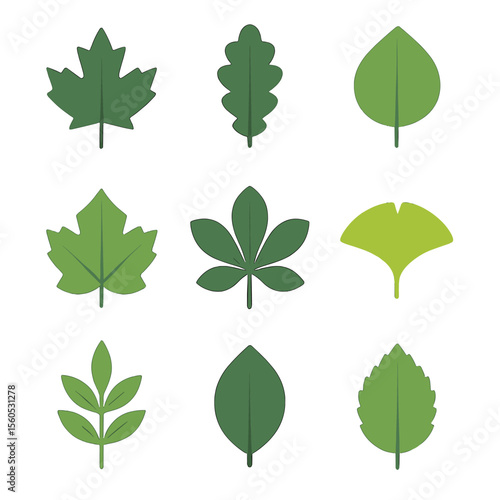 Common Leaf Icons. Flat icon set of common leaf types: maple leaf, oak leaf, birch leaf, elm leaf, sycamore leaf, chestnut leaf,