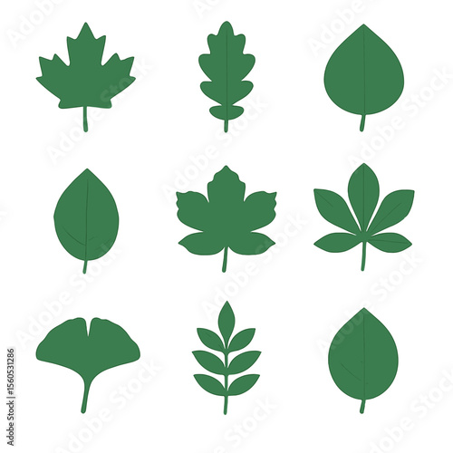 Common Leaf Icons. Flat icon set of common leaf types: maple leaf, oak leaf, birch leaf, elm leaf, sycamore leaf, chestnut leaf,