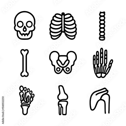 Human Skeleton Icons. Outline icon set of human skeletal system: skull, rib cage, spine, femur, pelvis, hand bones, foot bones,