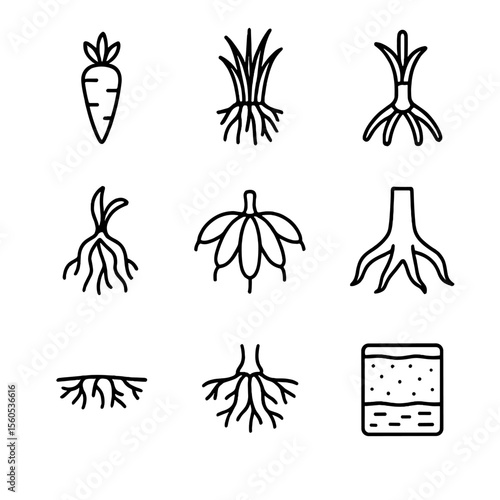 Root System Icon Set. Outline icon set of root system types: taproot carrot, fibrous grass roots, adventitious corn prop, aerial