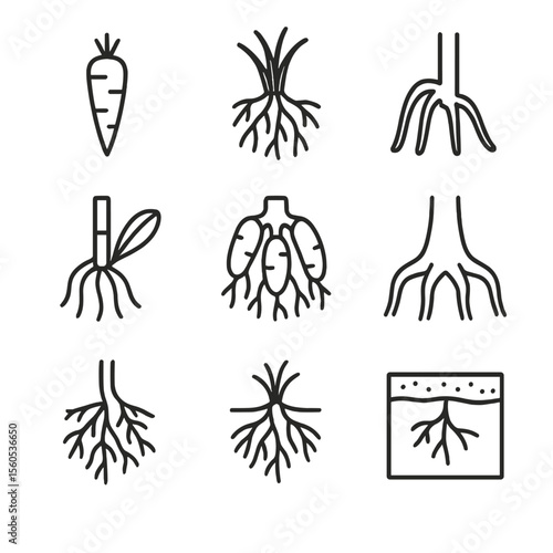 Root System Icon Set. Outline icon set of root system types: taproot carrot, fibrous grass roots, adventitious corn prop, aerial