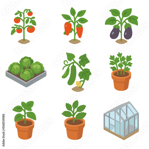 Isometric Greenhouse Icons. Isometric Flat icon set of greenhouse cultivation: tomato vine, pepper plant, eggplant plant, lettuce