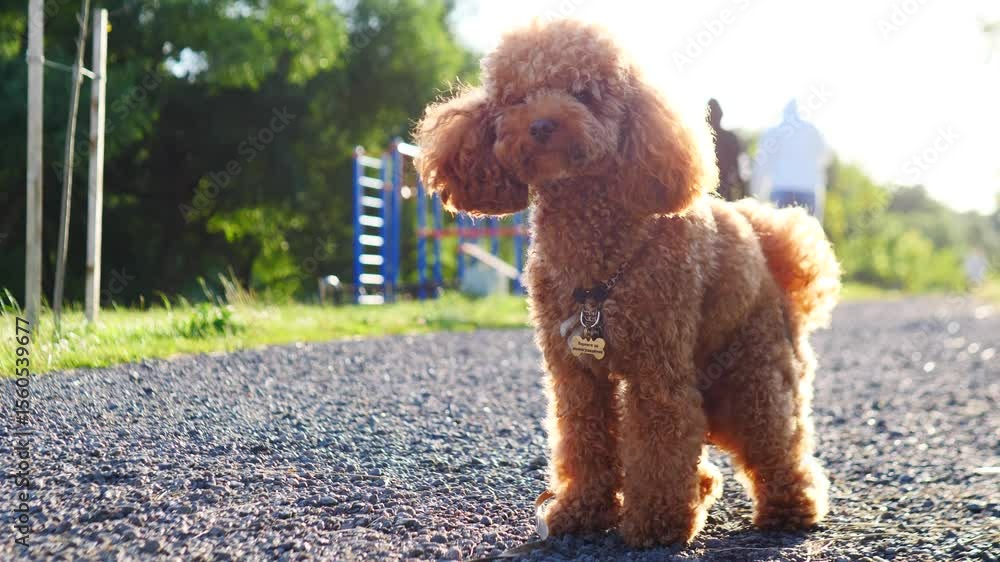 An Adorable Poodle Happily Enjoying a Beautiful and Warm Sunlit Walk in the Vibrant Park An Adorable Poodle Happily Enjoying a Beautiful and Warm Sunlit Walk in the Vibrant Park