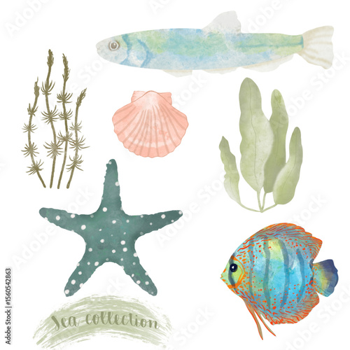Sea collection of sea animals, seashells, sea stars, fishes, plans, algae 