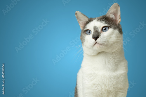 White cat with blue eyes isolated on blue background