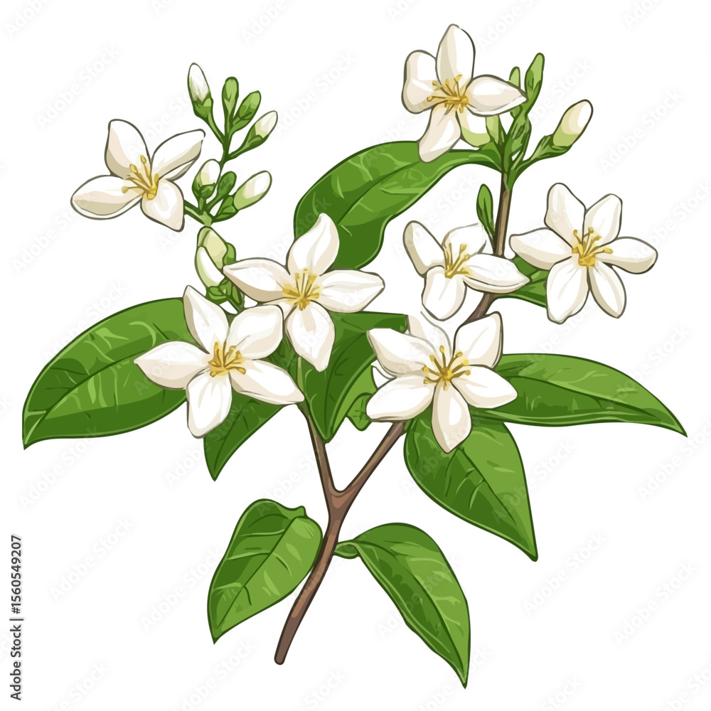 Obraz premium Jasmine Flower, cartoon vector illustration, flat 2D isometric style, white background.