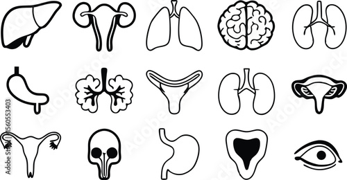 15 flat vector human internal organ icons  liver .eps