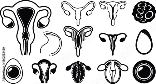 15 flat vector reproductive system icons  uterus .eps