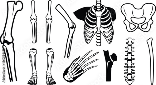anatomy icon set of 15 joints and bone elements  .eps