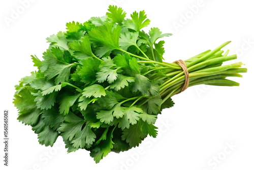 Aromatic Cilantro Leaves Bundle for Cooking Isolated on Transparent Background