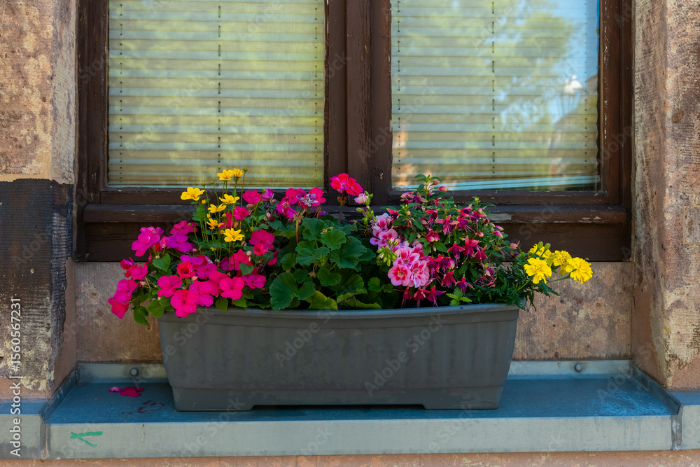 Fototapeta premium Vibrant flowers bloom in a charming planter on a sunlit window sill, enhancing the rustic charm of the warm afternoon