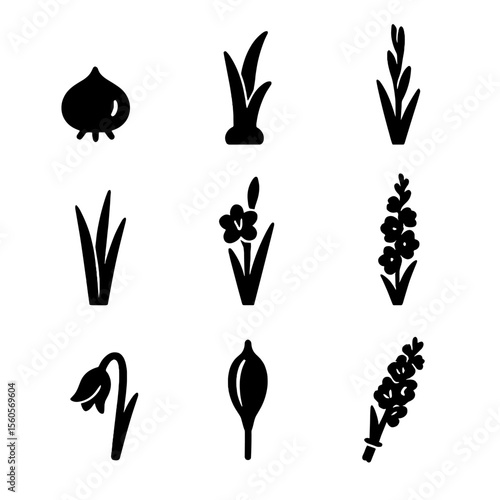 Gladiolus Growth Icons. Solid, filled icon set of gladiolus plant stages: gladiolus bulb, sprouting bulb, young shoot, leafy stem,