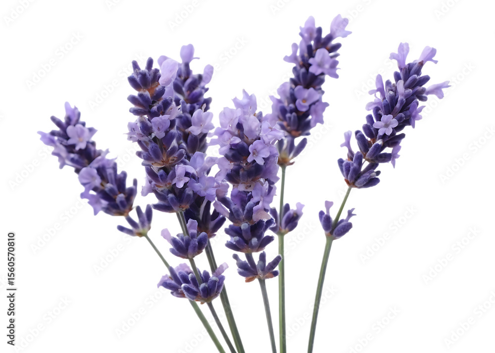 Fototapeta premium lavender flowers sprigs isolated on white background PNG, AI GENERATED