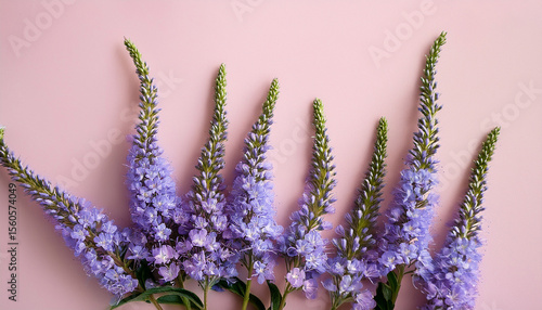 natural blooming purple close up flowers as trend minimal layout on pale pink light background minimal trend aesthetic floral overview photo beautiful nature still life with wildflowers veronica
