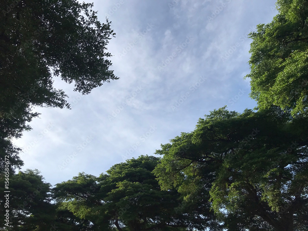 Obraz premium peaceful sky view framed by green trees. Bright morning light filters through the leaves. Blue sky with soft clouds creates a calm and natural scene. Perfect for use in nature themes, backgrounds, or 