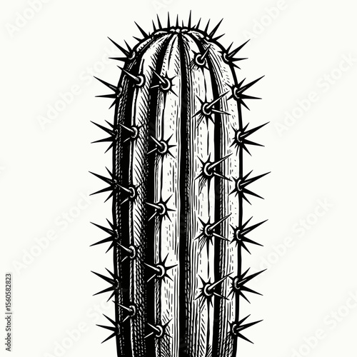 Detailed Handdrawn Engraved Cactus Plant Botanical Illustration Isolated Design