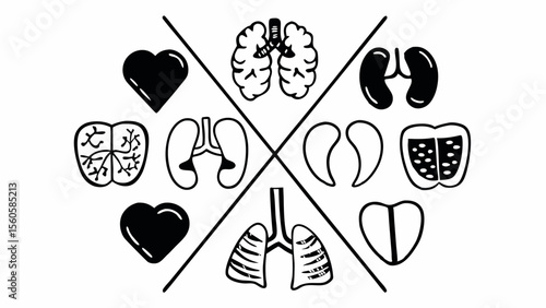 Collection of hand drawn human organs arranged in a circular pattern