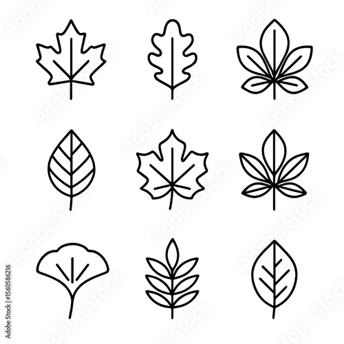 Leaf Icon Grid. Outline icon set of common leaf types: maple leaf, oak leaf, birch leaf, elm leaf, sycamore leaf, chestnut leaf,