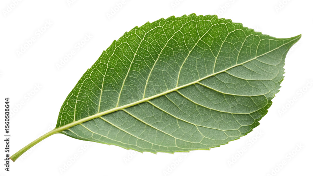 green leaf isolated green leaf isolated