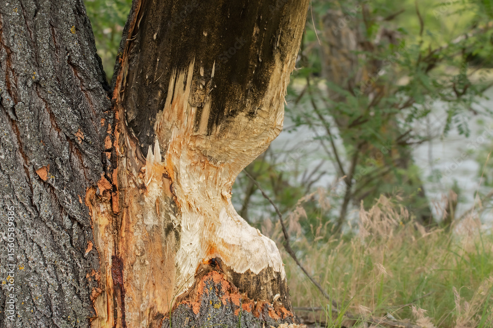 Fototapeta premium Tree damaged by a beaver. Tree trunk gnawed by european beaver.