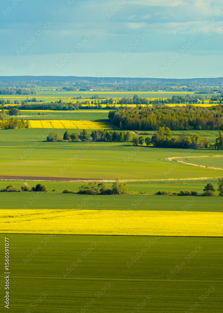 Fototapeta premium Rapeseed fields in the countryside of Zemgale, Latvian nature.