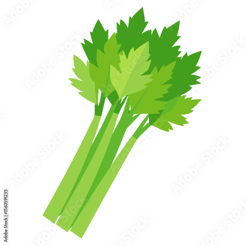 Fresh green celery stalks with leafy tops isolated on white background