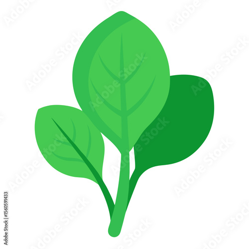 Healthy green spinach leaves illustration on a white background