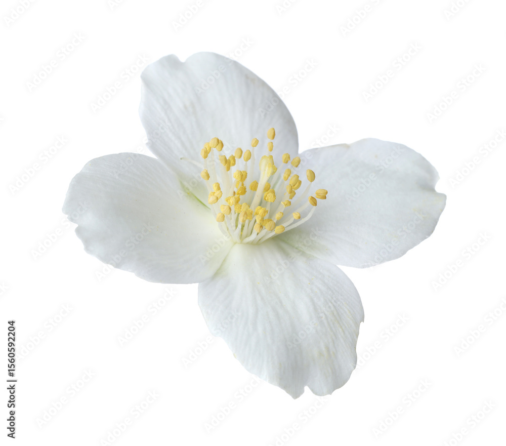 Fototapeta premium One beautiful jasmine bud isolated on white