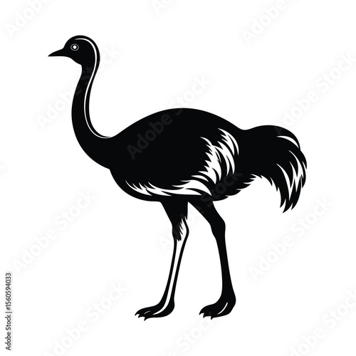 Ostrich vector silhouette large bird on white background for flightless fast and savanna visuals