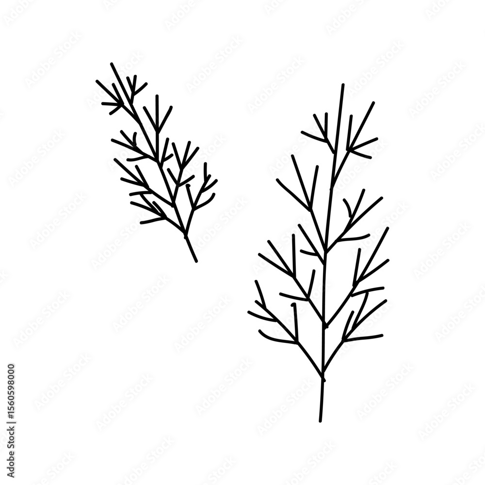 Fototapeta premium Two sprigs of dill in doodle style on a white background. Culinary illustration.