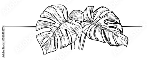 monstera leaves botanical line art