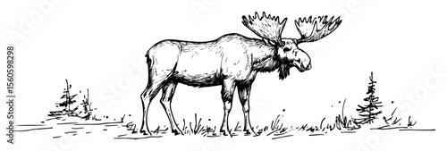 standing moose wild animal with large antlers hand drawn sketch