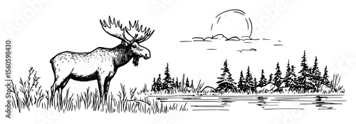 moose in a forest landscape by the lake hand drawn sketch