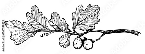 oak branch with leaves and acorns