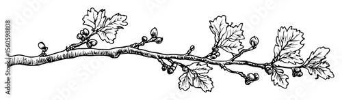 hand drawn oak branch with leaves vector line art illustration