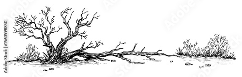 old dried tree on barren land