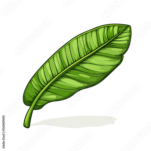 Plantain Leaf, flat 2D isometric cartoon vector image isolated on white background.