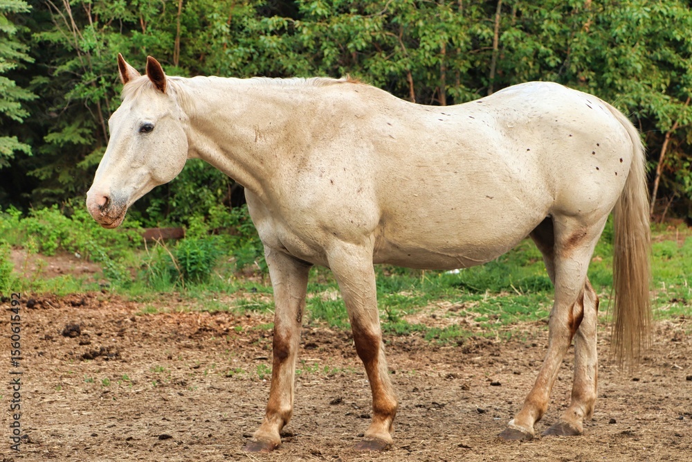 Obraz premium Yukon Territories, Canada