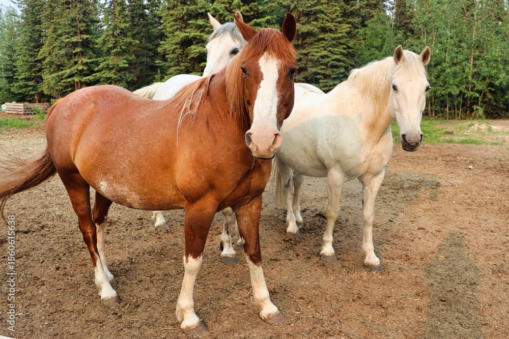 Obraz premium Yukon Territories, Canada