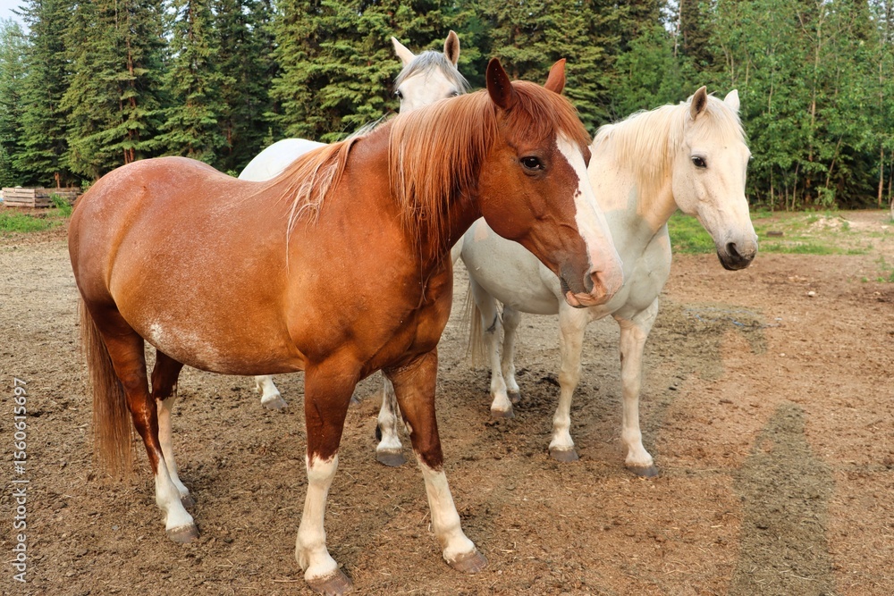 Fototapeta premium Yukon Territories, Canada