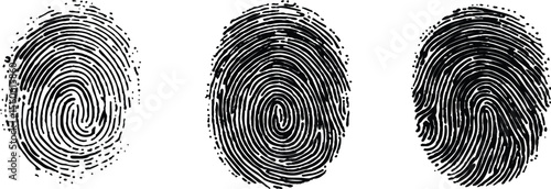 Set of three fingerprint scans isolated on transparent background. Digital biometric security and identification concept. Three different fingerprints are shown, different pattern on white background.