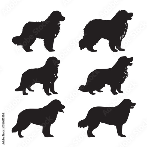 bernese mountain dog silhouette set, Black & White silhouette set
