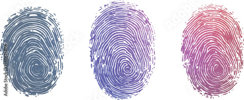 Set of three fingerprint scans isolated on transparent background. Digital biometric security and identification concept. Three different fingerprints are shown, different pattern on white background.