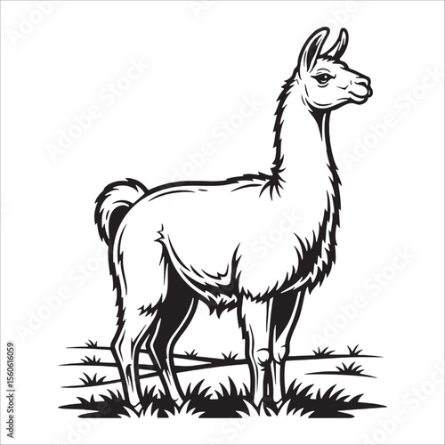 Standing Llama Black and White Illustration
