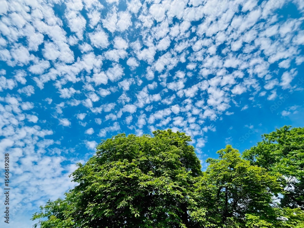 Fototapeta premium Beautiful green trees in the field, blue sky with many small fluffy clouds