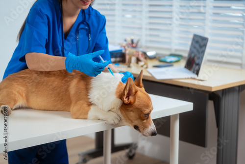 Slika na platnu A young Asian female veterinarian gently examines a calm Corgi dog indoors at pet clinic, highlighting professional pet care, importance of regular health checkups and vaccinations like rabies shots