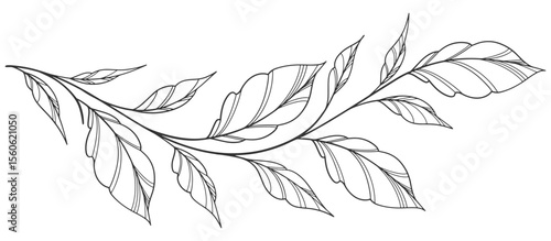 floral leaves line art isolated on white background. Divider doodle leaf and flowers, nature border decorative element vector illustration
