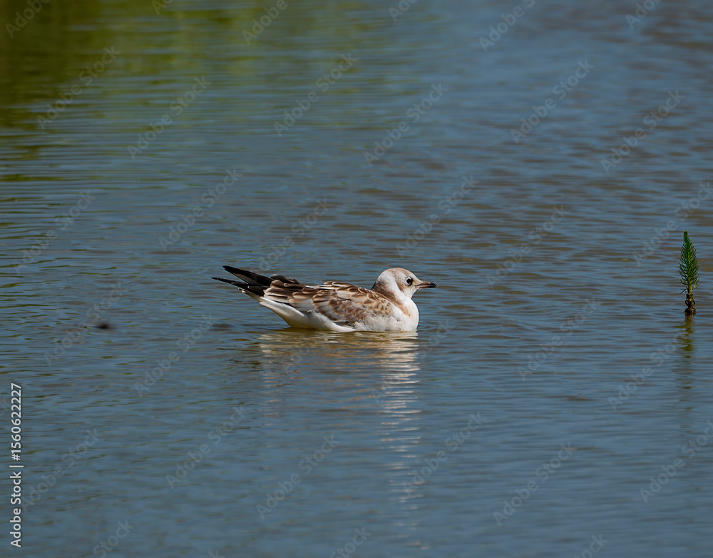 A Black-headed Gull (Chroicocephalus ridibundus) on the water at Minsmere, Suffolk, UK A Black-headed Gull (Chroicocephalus ridibundus) on the water at Minsmere, Suffolk, UK