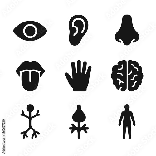 Senses Icon Set. Solid, filled icon set of how our senses work: eye, ear, nose, tongue, hand, brain, nerve signal, sensory